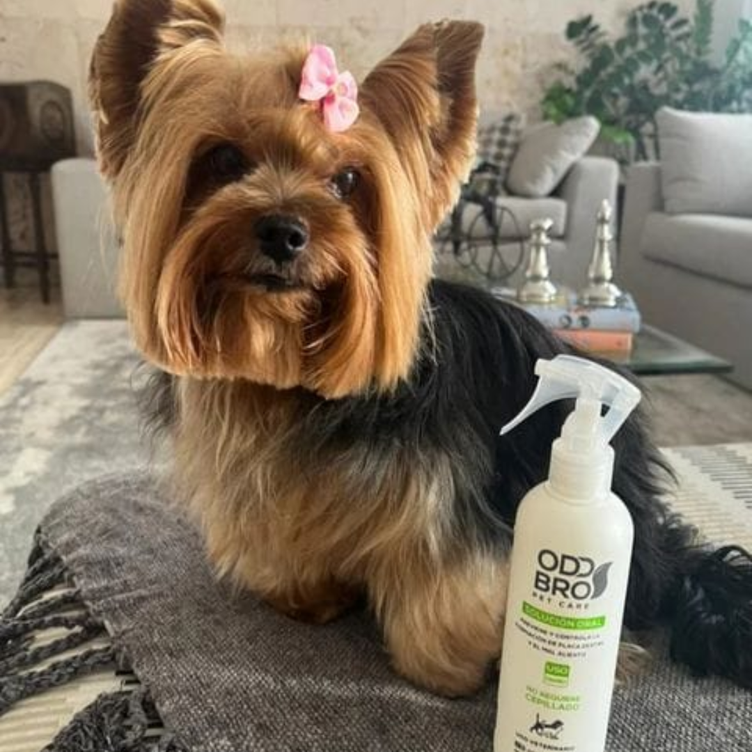 RENOVAPET TRATAMIENTO ORAL
